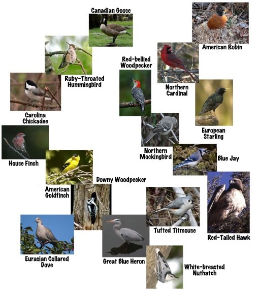 Cover page showing bird friends of NIEHS