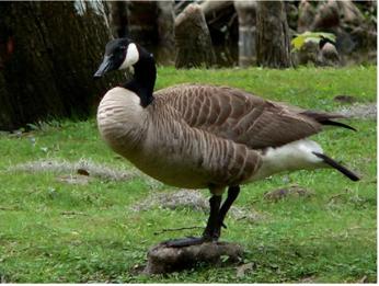 Canada goose