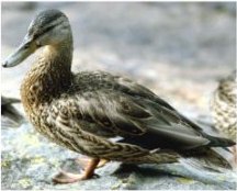 Mallard duck