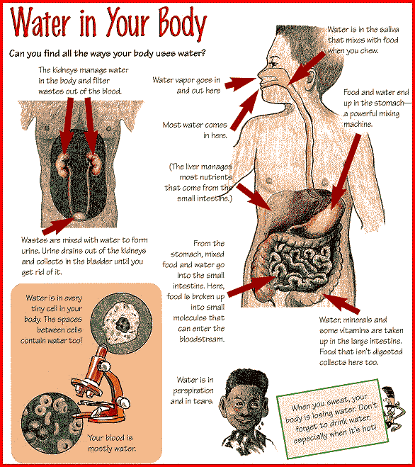 water in your body diagrams