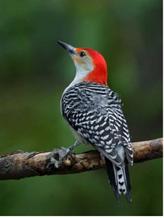 red-bellied woodpecker