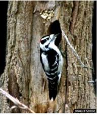 downy woodpecker