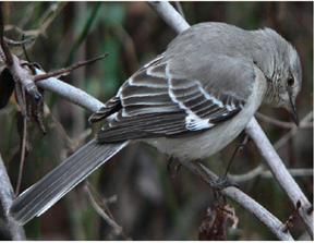 northern mockingbird