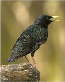 European starling