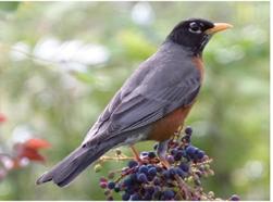 American robin