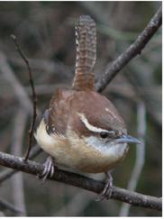 Carolina wren