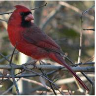 Northern cardinal