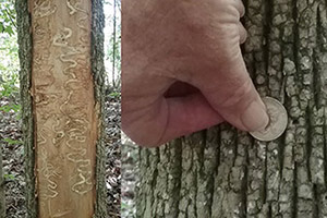 Serpentine larval galleries under bark of dead ash tree