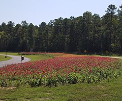 environmental parkway's wildflowers