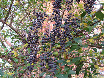 Ligustrum (privet) berries on the NIEHS Campus