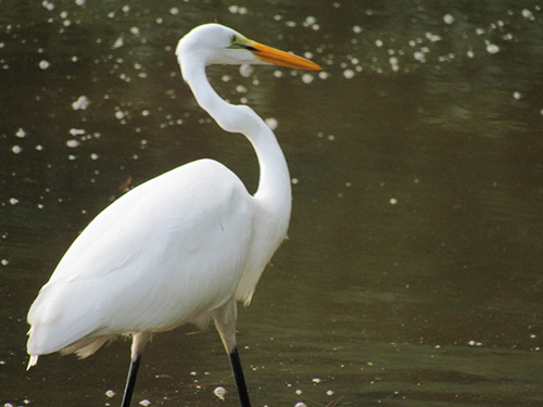 U.S. Fish and Wildlife Service - Snowy egret versus great egret, how to  tell the difference! Snowy egrets, left photo, are smaller in size, have  black bills and yellow feet which they