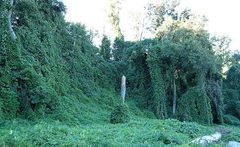 Kudzu on trees