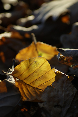 Leaves on the ground