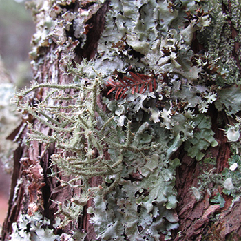 Lichens decorate this Cyprus tree at the ball field.
