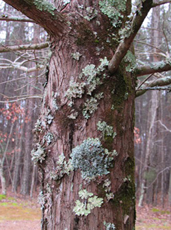 Several lichen growth forms can live side by side on the same object. Over 1000 fungi and algal associations have been recognized in North Carolina. They are not parasitic but rather use the tree as a staging area.