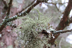 Even the small limbs are adorned with fruticose lichens.