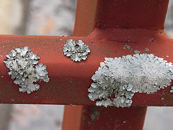Lichen needs solid attachments to bond to, such as the railing of Bridge #1 on campus.