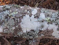 A fallen oak branch covered with lichens. Lichen will also attach to living trees.