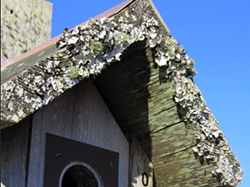 Lichens add a touch of beauty to bluebird houses. Lichen is also used for nest building by Humming birds and chickadees.