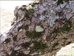 In the North Employee Parking Lot, a small ecosystem is developing on the side of a Cyprus tree, where mosses have already joined the lichen. 