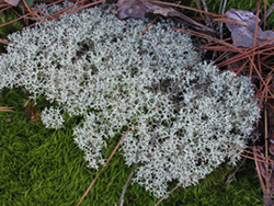 Despite the name, this reindeer moss is considered a lichen. Here it rests on a bed of moss on campus.