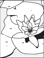 Coloring Book Page - A Drawing of Lily Pads and a Flower