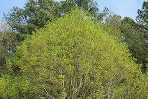 ash tree in spring