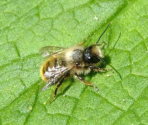 Red mason bee (Osmia bicornis)