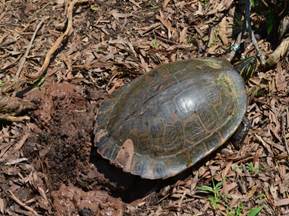 Myrtle the Turtle laying eggs