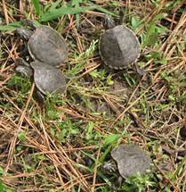 Baby turtles crawling through grass