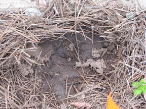 Turtle nest filled in with mulch