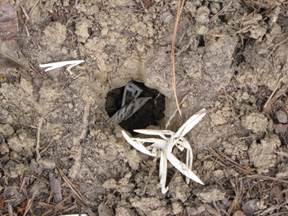 Turtle nest with eaten eggs