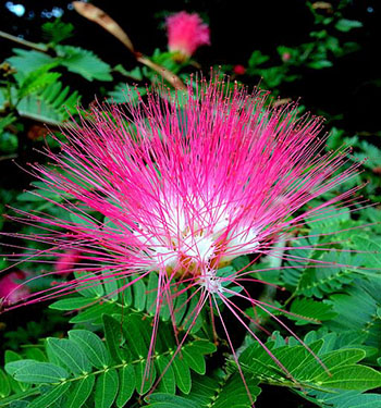 Mimosa Flower