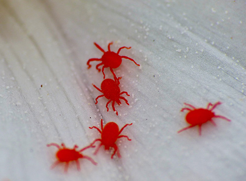 Red Spider Mites On Concrete   Mitesredmites 