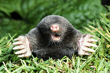 mole