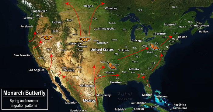 Monarch Butterfly Migration Spring and Summer