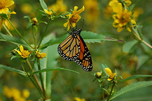 Monarch butterfly on migration