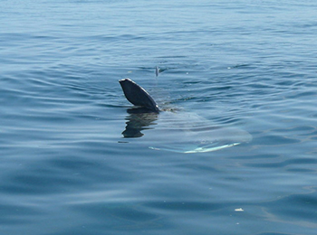 Dorsal fin breaking the surface of the water