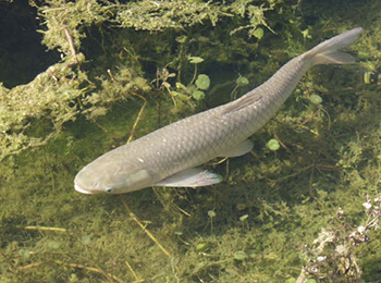 Sterile Triploid Grass Carp