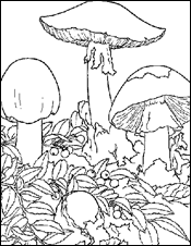 mushroom coloring picture