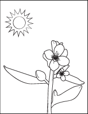 A drawing of a Arabidopsis thaliana (mustard seed plant) ready to color-in