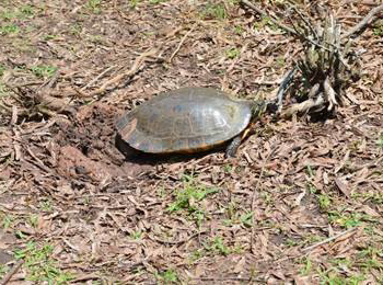 Myrtle the Turtle laying eggs