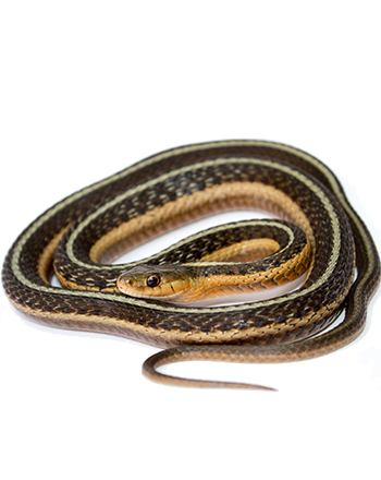 Garter snake