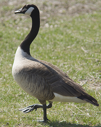 Canadian Goose