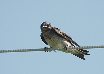 Purple Martin