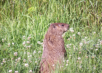 Woodchuck