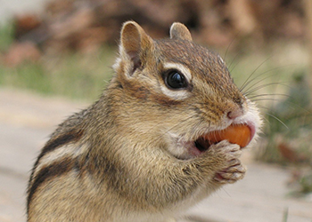 Chipmunk eating nut