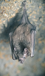 Small bat