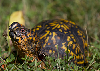 Box Turtle in the grass