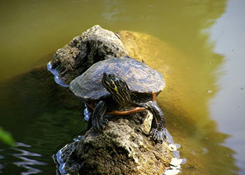 Cooter turtle